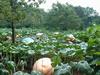 Over 10,000 lbs of Pumpkins in just this area alone!