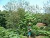 Alan Reynolds' Gourd Tree