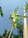 Another view of the yet quite small tomato (see other picture) on my first 7.33 Hunt plant. 