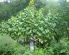 Giant Sunflower