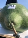 WR Bushel Gourd - Stem End