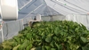 470.5 Bushel Gourd Greenhouse