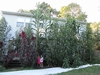 giant cornstalks and amaranth along the back of the house